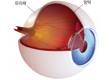 유리체와 망막의 해부학적 이미지