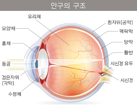 안구의 구조