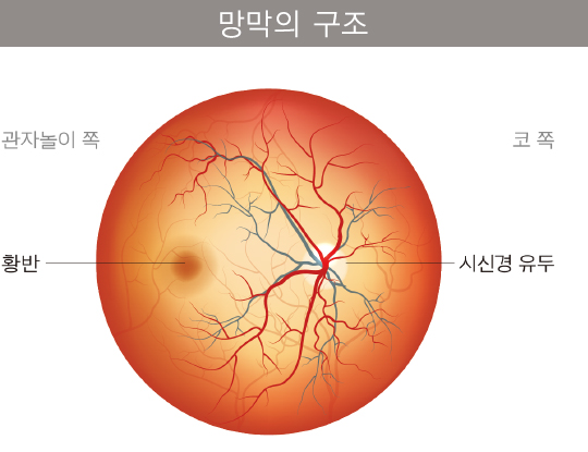 망막의 구조